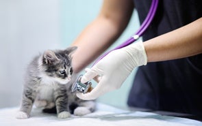 San Francisco SPCA and Jewish Vocational Service, in Partnership with Foothill College, Launch First-of-Its-Kind Apprenticeship Program for Veterinary Assistants