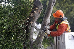 Apprentice Arborist Technician